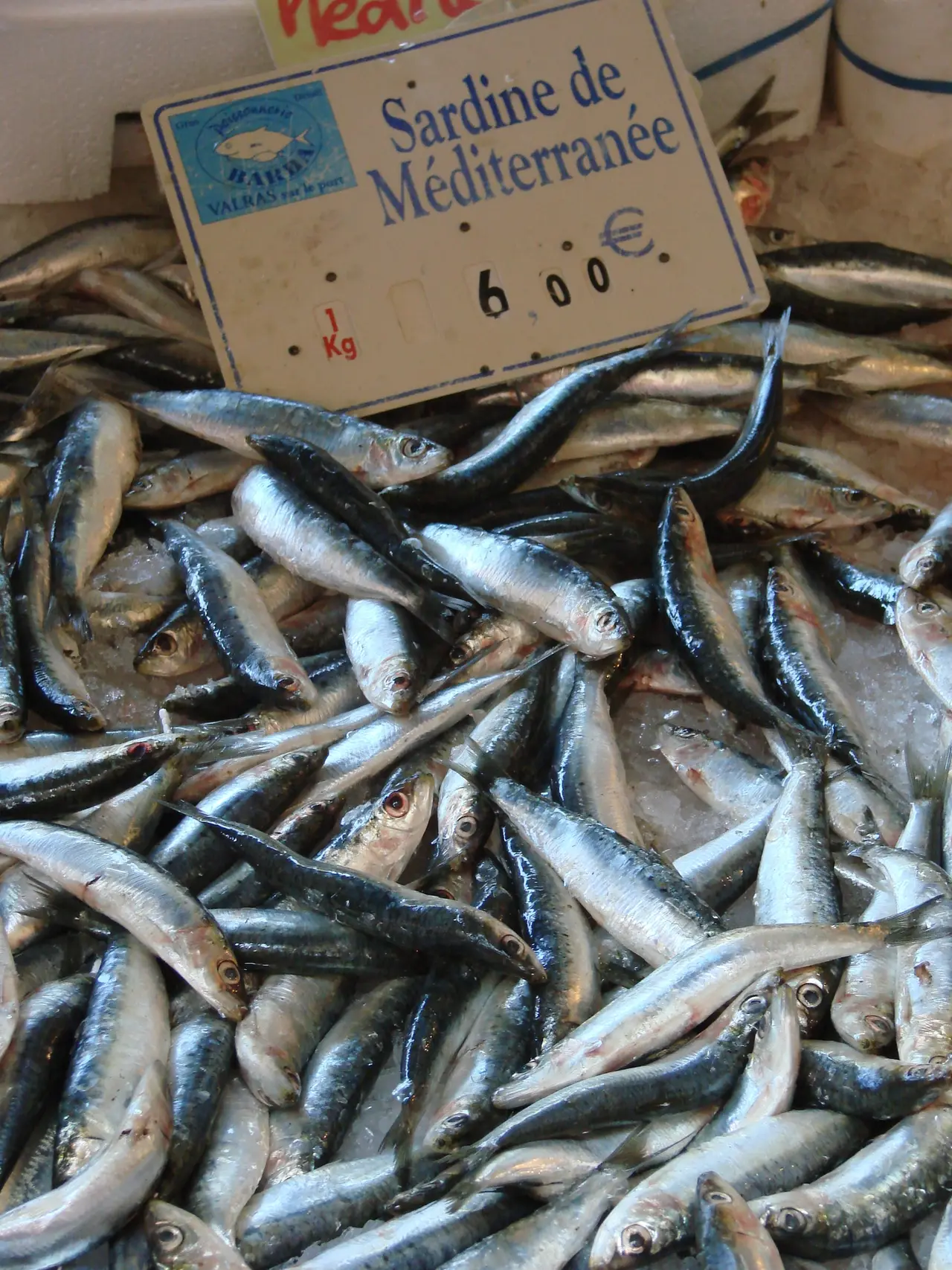 Sardines