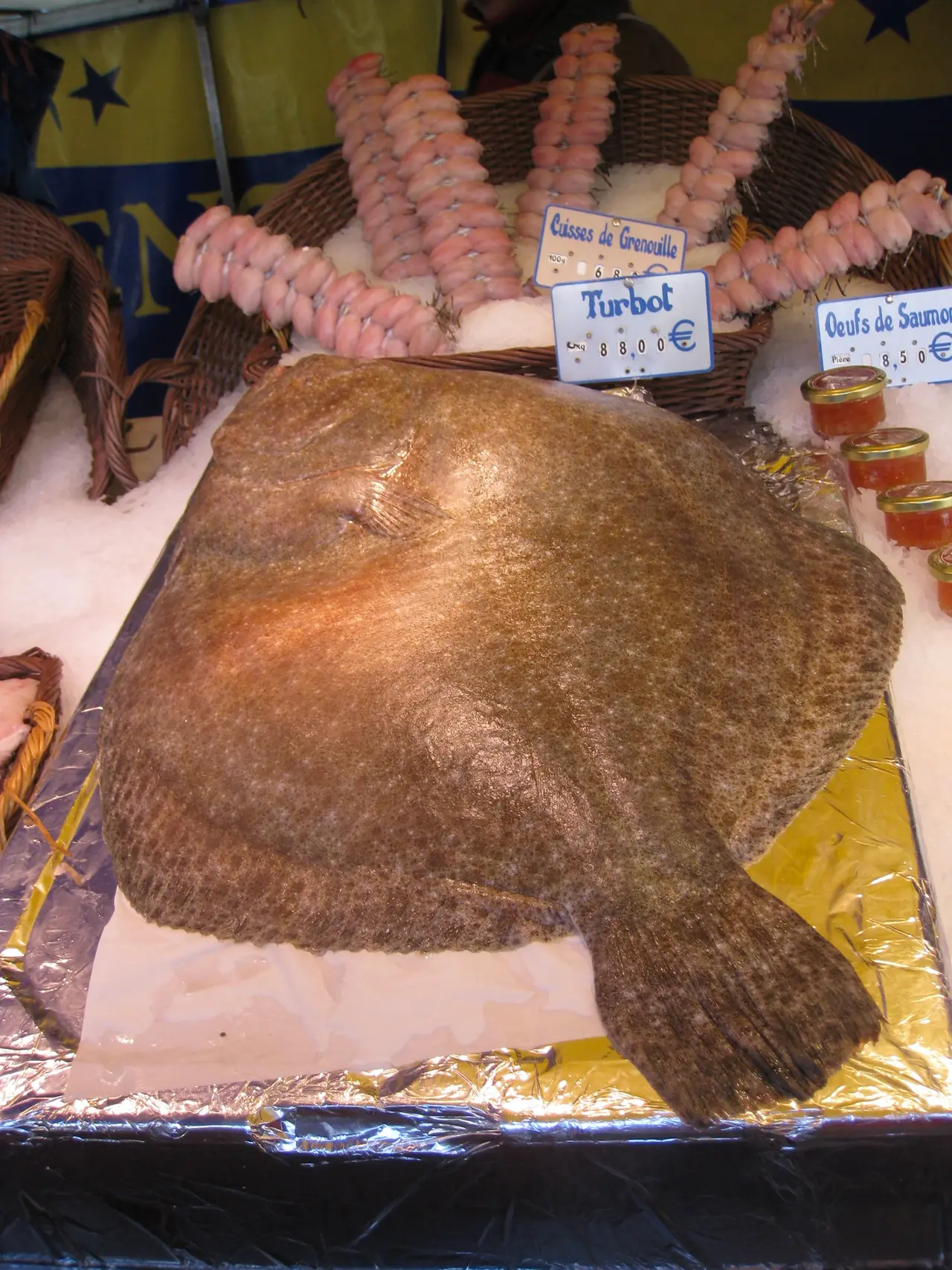Turbot